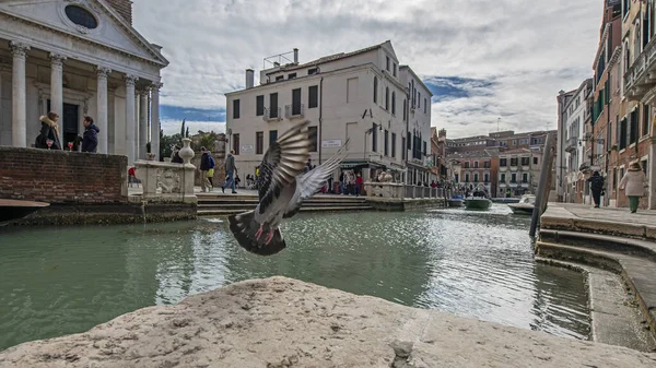 Венеция Италия Февраля 2023 Года Широкая Сцена Низкоугольным Голубем Против — стоковое фото