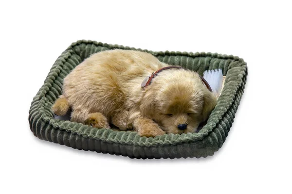 Lindo Cachorro Beige Durmiendo Una Cuna Verde Aislado Sobre Fondo —  Fotos de Stock