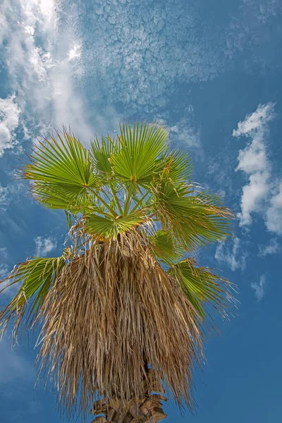 Niski Kąt Widzenia Zielonej Palmy Niebieskim Niebem Białymi Chmurami Tropikalnym — Zdjęcie stockowe