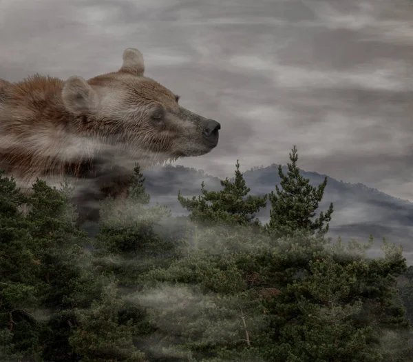 Сюрреалістична Сцена Величезним Коричневим Ведмедем Ursus Arctos Йде Серед Пагорбів — стокове фото