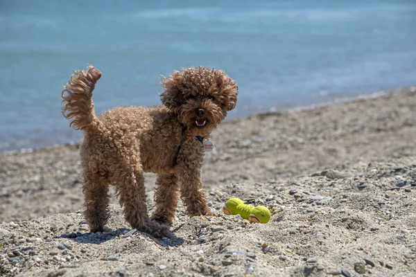 Cute Poodle Marrom Está Jogando Praia Junto Mar Dia Ensolarado — Fotografia de Stock