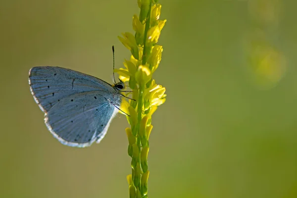 緑の背景がぼやけている庭の黄色の花に閉じた翼で座っているホリーブルーの蝶 Cellastina Argiolus のクローズアップ マクロ野生動物写真 — ストック写真