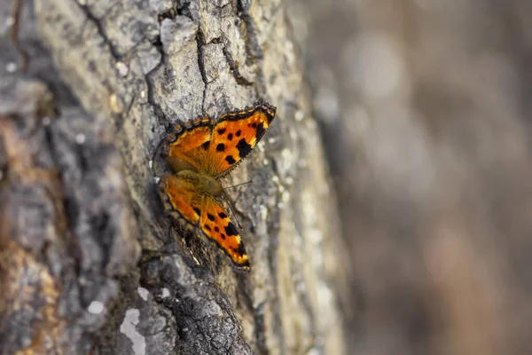 オレンジ色の翼を持つカンマ蝶 Polygonia Album のクローズアップは 茶色の木の幹に座っています 背景のぼやけコントラストのシーン — ストック写真