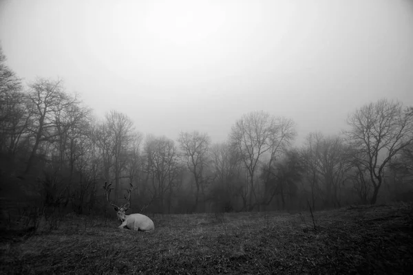 在雾蒙蒙的秋天森林中的草地上 孤独的欧洲野鹿 达摩鹿 黑白摄影 — 图库照片