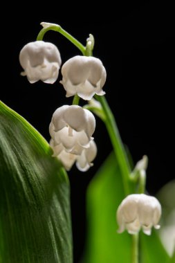 Vadi Zambağı 'nın (Convallaria majalis) bulanık arka planda arka ışıklandırılmış makro fotoğrafçılığı. Doğanın güzelliği