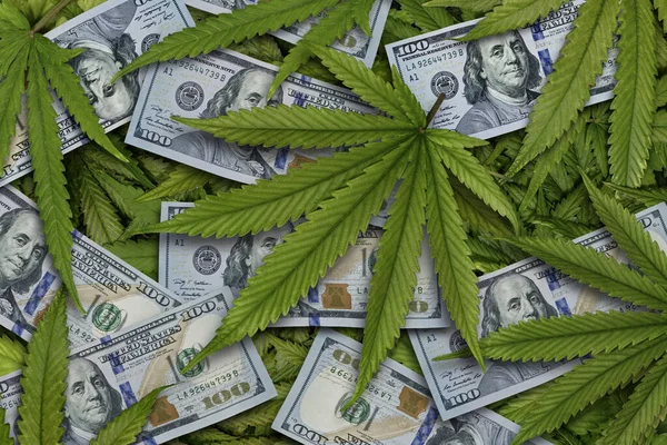 Zielone Liście Konopi 100 Dolarów Pieniądze Zdjęcie Tematyczne Konopi Marihuany — Zdjęcie stockowe