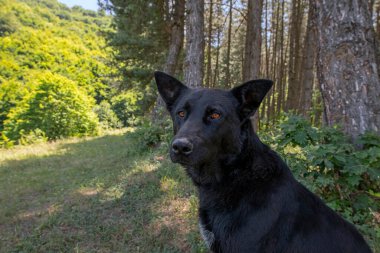 Güneş ışığıyla aydınlatılmış yeşil ormanda oturan siyah kırma köpek portresi.