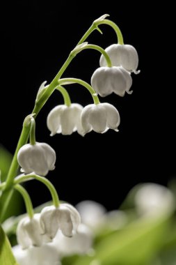 Vadi Zambağı 'nın (Convallaria majalis) bulanık arka planda arka ışıklandırılmış makro fotoğrafçılığı. Doğanın güzelliği