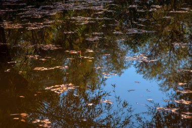 Parlak balıkçılıkla sakin göl yüzeyinde süzülen sakin bir manzara sonbahar yaprakları ve ağaçların yansımaları ve mavi gökyüzü.