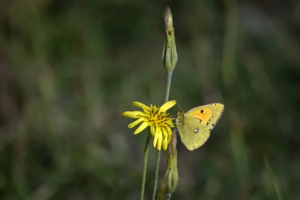 Clouded Yellow butterfly (Colias croceus) feeding on nectar of dandelion flower on green blurred background. Beautiful wildlife scene in nature