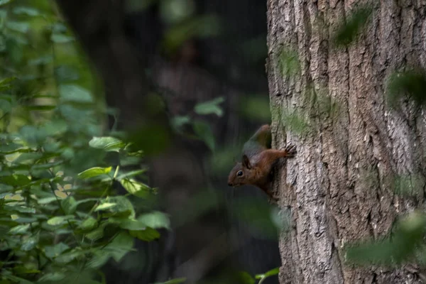 Kırmızı sincabın (Sciurus vulgaris) ormanda bir ağaç dalında bulanık arka plana yakın plan