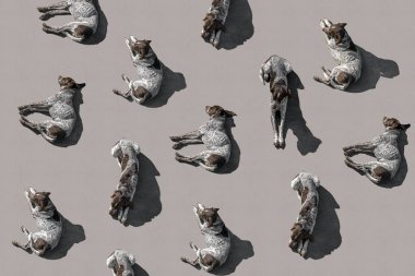 Birçok yalancı Dalmaçyalı köpek türünün gölgeli bej arka planda izole edildiği bir model. Üst görünüm