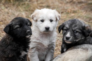 Kurumuş çimlerin üzerinde üç köpek yavrusu olan melez bir köpekle dokunaklı bir sahne. Evsiz köpek çocuklarla çimlerde yatıyor. Seçici odak, bulanık arkaplan