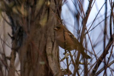 Güzel bir çalıkuşu (fringilla montifringilla) mavi gökyüzü arka planına karşı bir ağaç dalında