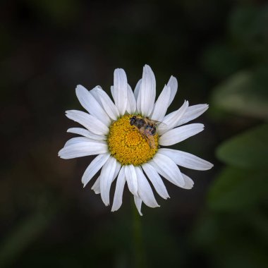 Papatya çiçeğinin üzerinde koyu bulanık arka planda arı olan minimalist bir sahne. Seçici odaklanma, üst görünüm, düz yatış
