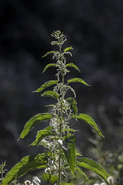 Isırgan otu (Urtica dioica) ve yeşil yapraklar arka planda koyu bulanık arka plana karşı güneş ışığı ile aydınlatılır