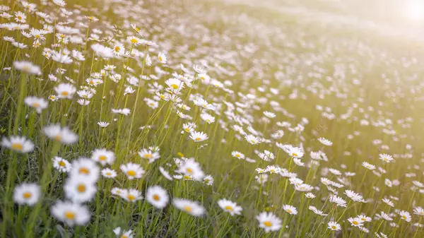 Beautiful chamomile field flowers border. Nature scene with blooming medical chamomiles in sun orange flare. Alternative medicine, summer flowers. Beautiful meadow, blurred background