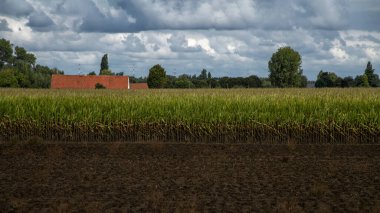 Kiremit çatılı çiftlik evinin kırsal manzarası ve tarladaki mısır bitkileri mavi bulutlu gökyüzü ve arka planda yeşil ağaçlar. Kahverengi zemin önde, dramatik bulutlar