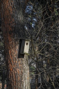 Yaşlı tahta kuş parktaki çam ağacında yuvalanan kutular. Sonbahar günü yıpranmış kuş evleri olan bir metin için mükemmel bir arkaplan.