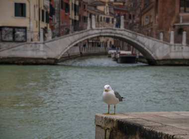 Tatlı martı ve köprünün Venedik, İtalya 'daki bulanık arka plan üzerindeki seçici odağı