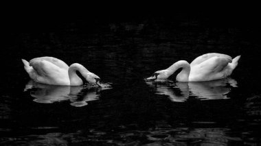Göldeki karanlık sularda yansımaları olan iki beyaz kuğu. Aşkın sembolü, zıtlık sahnesi, siyah beyaz fotoğraf.