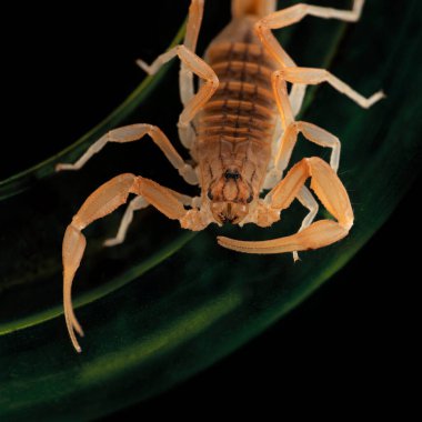 Kahverengi çizgili ağaç kabuğu akrebi (Centruroides vittatus) siyah arkaplanda yeşil yaprak üzerinde. Makro fotoğrafçılık