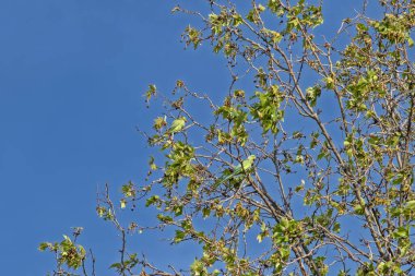 İki gül halkalı papağan (Psittacula krameri), halkalı papağan olarak da bilinir, mavi gökyüzü zeminine karşı yeşil akçaağaç üzerinde otururlar. Düşük açı görünümü