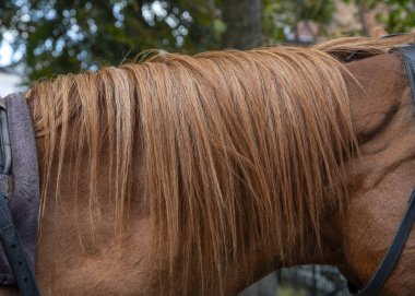 Kahverengi at yelesi, yeşil ağaçlı bulanık arka plana karşı.