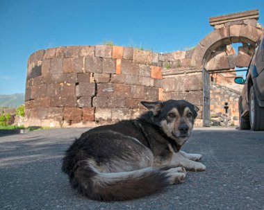 Ermenistan 'ın Aragatsotn bölgesindeki Ohanavan köyünde bulunan Hovhannavank Manastırı' nın (13. yüzyıl) girişinin önünde bir sokak köpeği yatmaktadır.