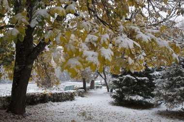 Kazakistan 'daki Almaty merkez parkındaki ağaçlara ilk kar yağdı..