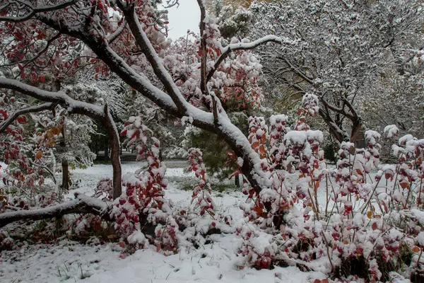 The first snow fell on the trees in the central park of Almaty in Kazakhstan.