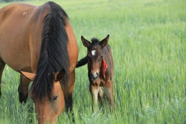 Kazakistan 'ın Almaty bölgesinde atlar bozkırda otluyor.