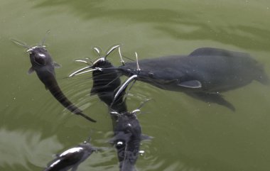 Kazakistan 'ın Almaty bölgesinde balık ve yengeç çiftliği. 15.10.2020