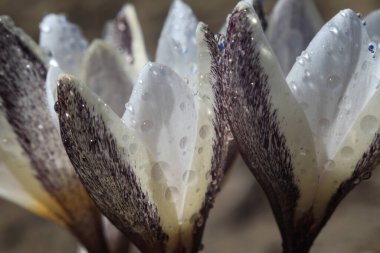 Kazakistan 'daki Trans-Ili Alatau dağlarında kar damlaları veya Crocus Alatau yetişir.