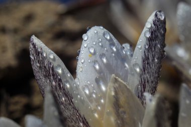 Kazakistan 'daki Trans-Ili Alatau dağlarında kar damlaları veya Crocus Alatau yetişir.