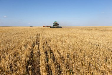 Kazakistan 'ın Akmola bölgesinde ekmek hasadı. 31 Ağustos 2021.