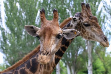 Almaty şehrindeki Almaty Hayvanat Bahçesinde bir zürafa duruyor..