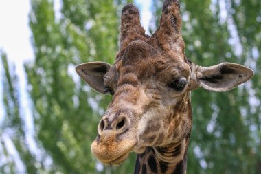 Almaty şehrindeki Almaty Hayvanat Bahçesinde bir zürafa duruyor..