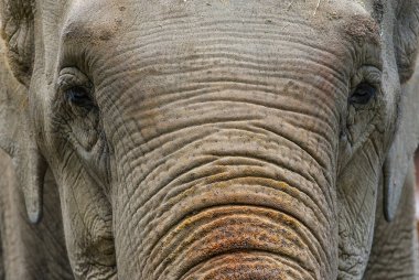 Almaty 'deki Almaty Hayvanat Bahçesinde bir fil duruyor..