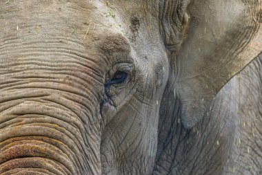 Almaty 'deki Almaty Hayvanat Bahçesinde bir fil duruyor..