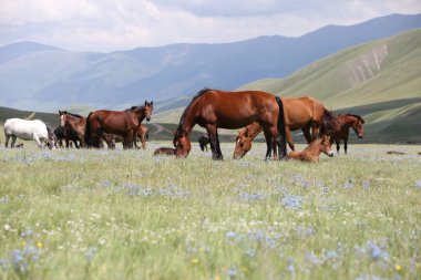 Kazakistan 'ın Almaty bölgesindeki dağlarda atlar otluyor..