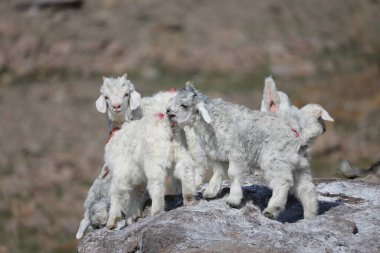 Yavru keçiler Almaty bölgesindeki Ili Nehri 'nin kıyısında bir bahar bozkırında koşar..