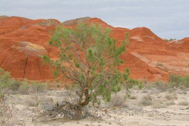 Altyn-Emel Ulusal Parkı Kazakistan 'da bir milli parktır. Park, Ili Nehri ile Ak-Tau dağ sırası arasında yaklaşık 4600 km 'lik bir alanı kaplamaktadır..