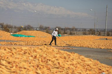 İnsanlar Kazakistan 'ın Almaty bölgesindeki tarlalardan toplanan mısırları işliyor. 26 Ekim 2021