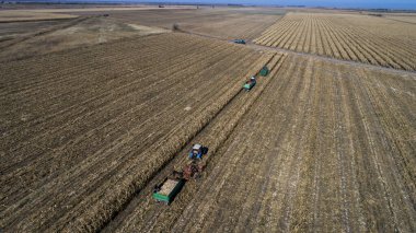 Kazakistan 'ın Almaty bölgesindeki tarlalarda makineler kullanarak mısır hasat etmek. 23 Ekim 2018