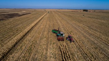 Kazakistan 'ın Almaty bölgesindeki tarlalarda makineler kullanarak mısır hasat etmek. 23 Ekim 2018