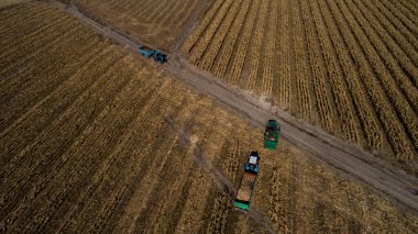 Kazakistan 'ın Almaty bölgesindeki tarlalarda makineler kullanarak mısır hasat etmek. 23 Ekim 2018