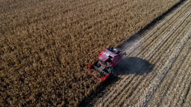 Kazakistan 'ın Almaty bölgesindeki tarlalarda makineler kullanarak mısır hasat etmek. 23 Ekim 2018