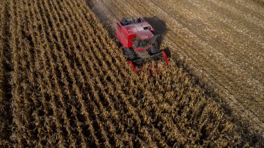 Kazakistan 'ın Almaty bölgesindeki tarlalarda makineler kullanarak mısır hasat etmek. 23 Ekim 2018