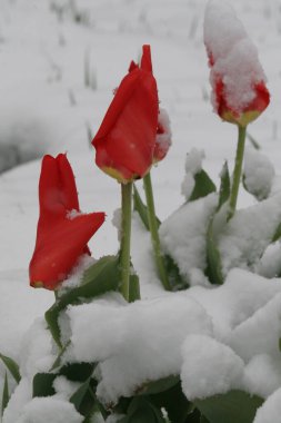 Almaty 'de kar altında laleler